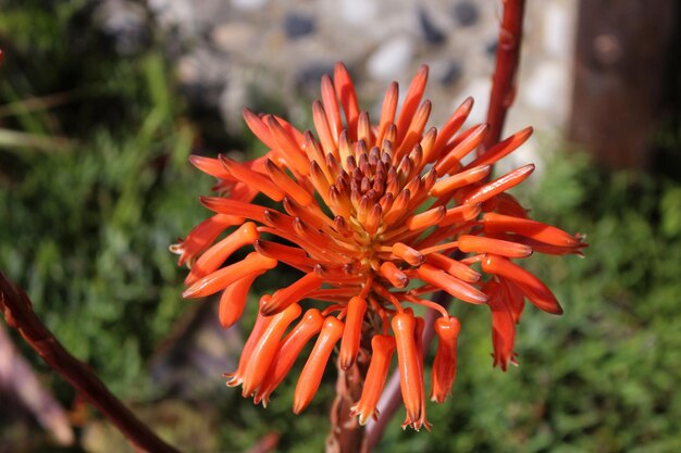 外で育つオレンジの花のクローズアップ