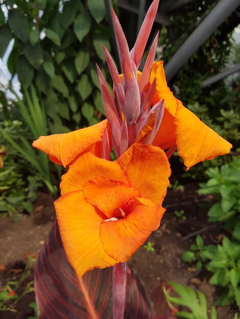 Close-up of orange flower at park