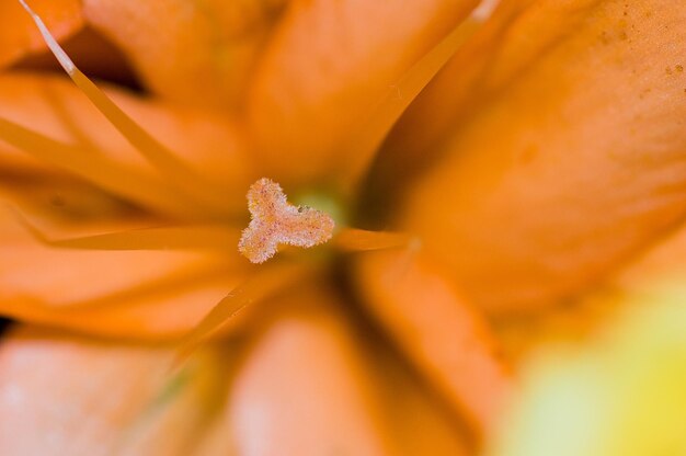 Close-up of orange flower petal