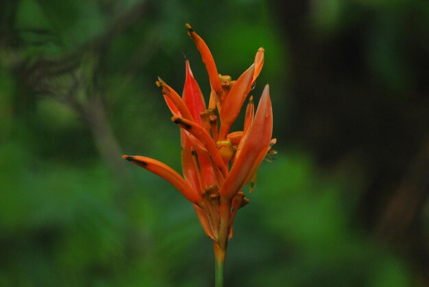 Close-up of orange flower plant