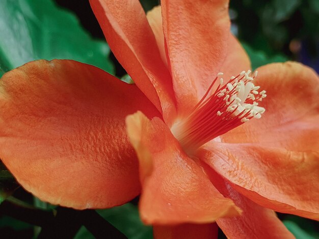 オレンジ色の花のビンテージ背景のクローズアップ美しい自然調色春の自然デザイン太陽植物