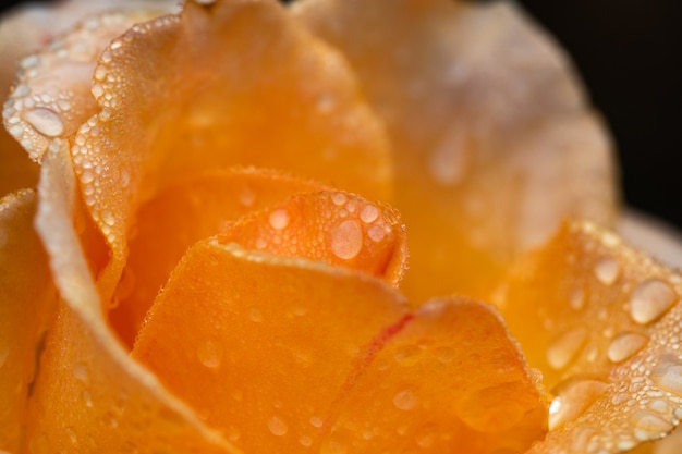 Close up of orange flower with raindrops