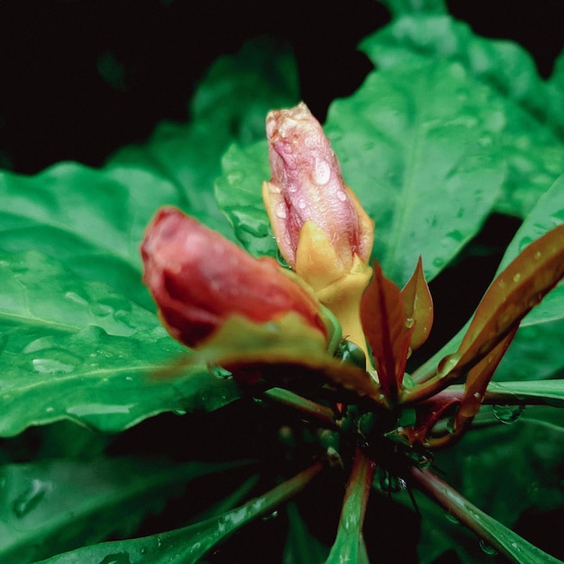 Close up of orange flower with water drop on black background\
green leaves texture background