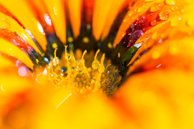 水滴でオレンジ色の花にクローズアップ