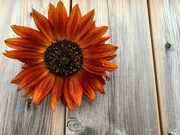 Close-up of orange flower on wood