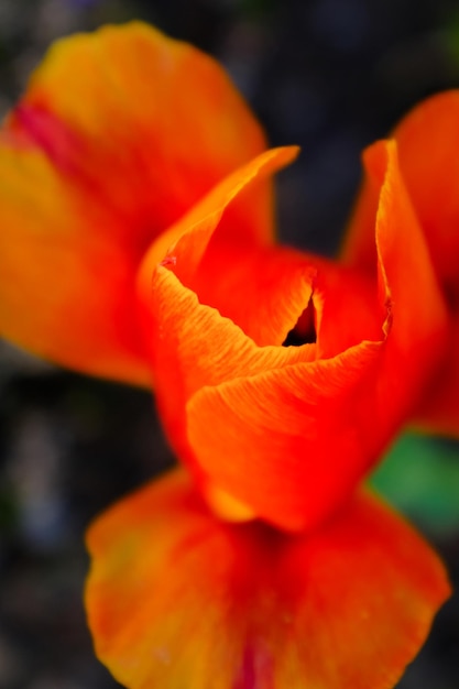 Close-up of orange flower