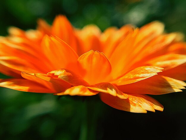 Foto prossimo piano del fiore d'arancia