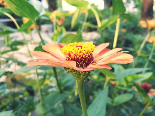 Close-up of orange flower