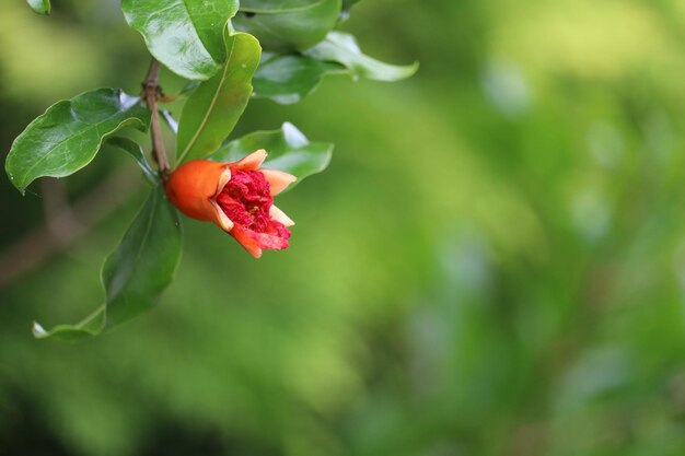 オレンジの花のクローズアップ