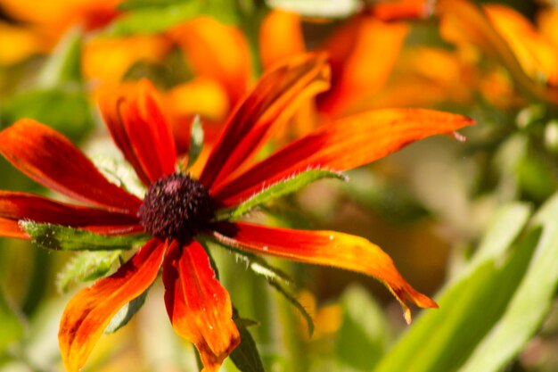 Close-up of orange flower