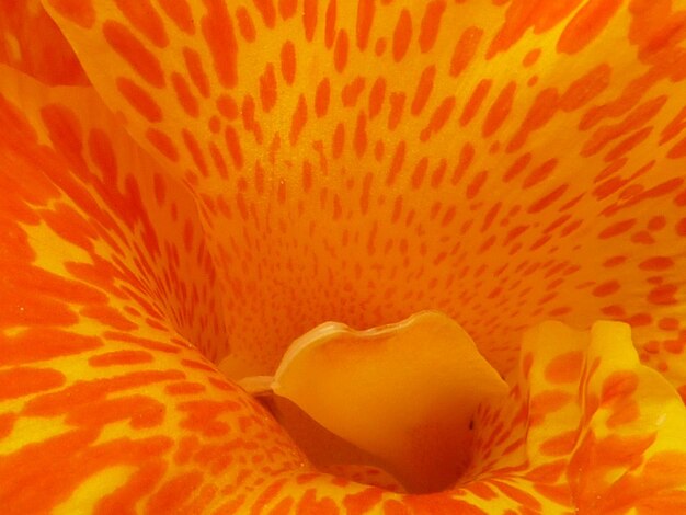 Close-up of orange flower