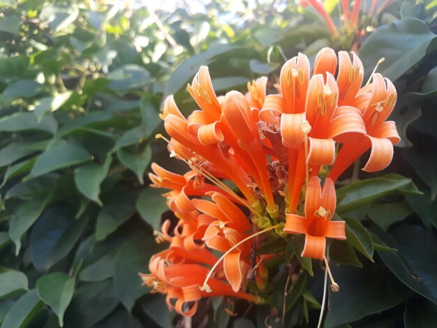 Close-up of orange flower