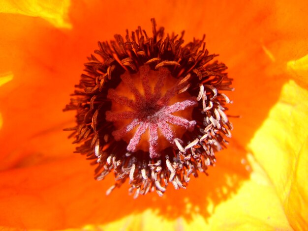 Close-up of orange flower