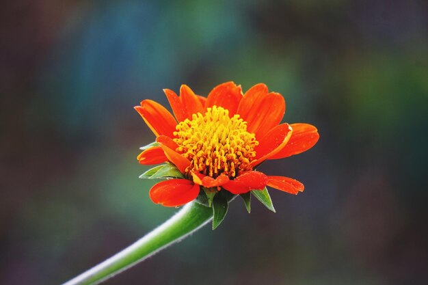 Photo close-up of orange flower