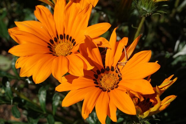 Close-up of orange flower