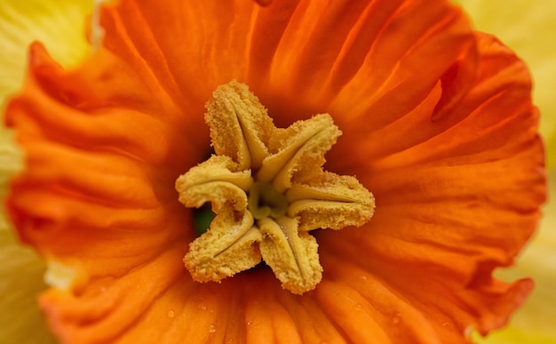 Photo close-up of orange flower