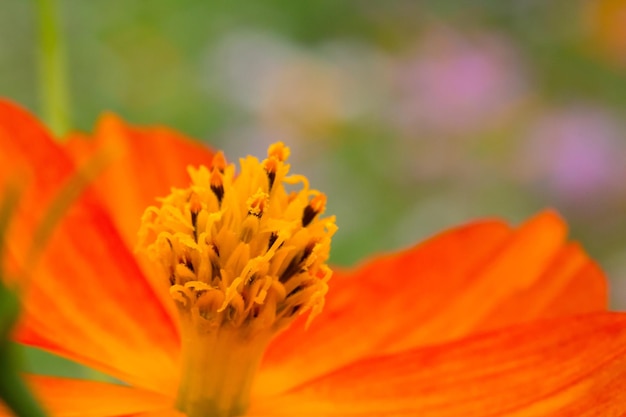 Close-up of orange flower