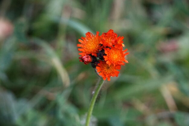 Close-up of orange flower