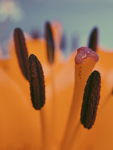 Foto close-up di un fiore d'arancia