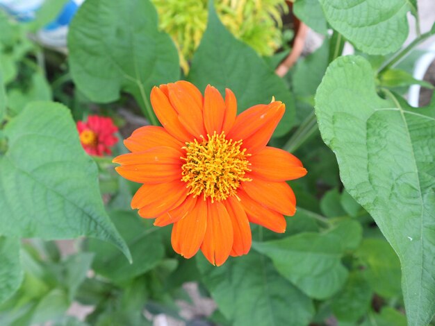 Close-up of orange flower