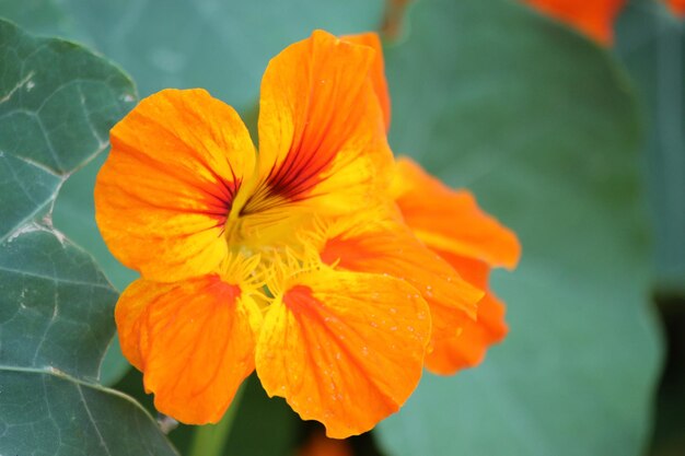 Close-up of orange flower