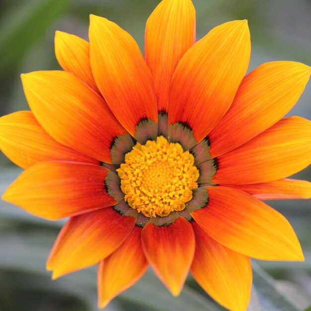 Close-up of orange flower