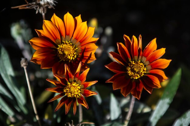 Photo close-up of orange flower