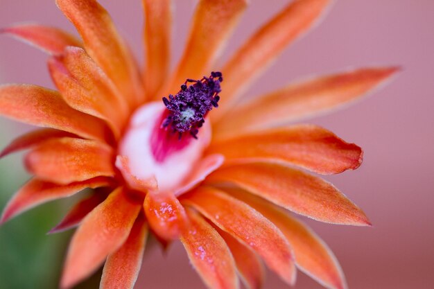 Foto close-up di un fiore d'arancia