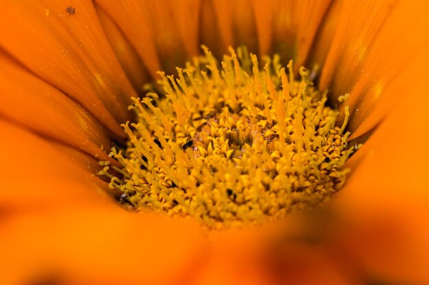 Close-up of orange flower