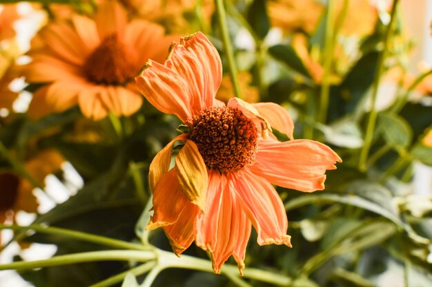 Close-up of orange flower