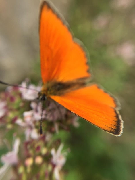 Photo close-up of orange flower