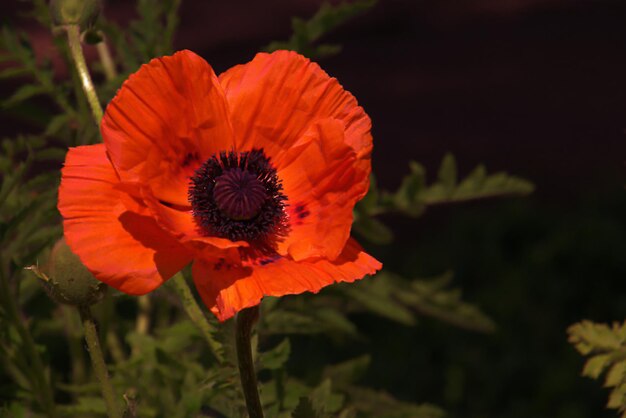 Close-up of orange flower