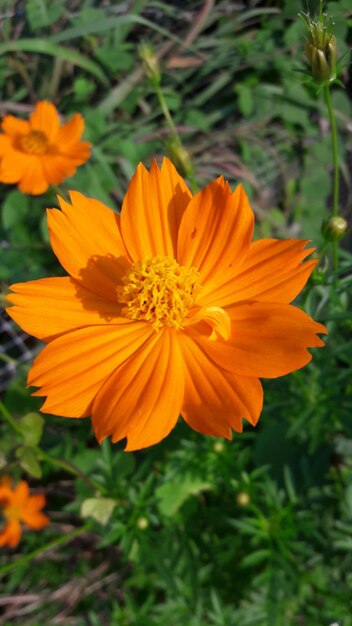 Close-up of orange flower