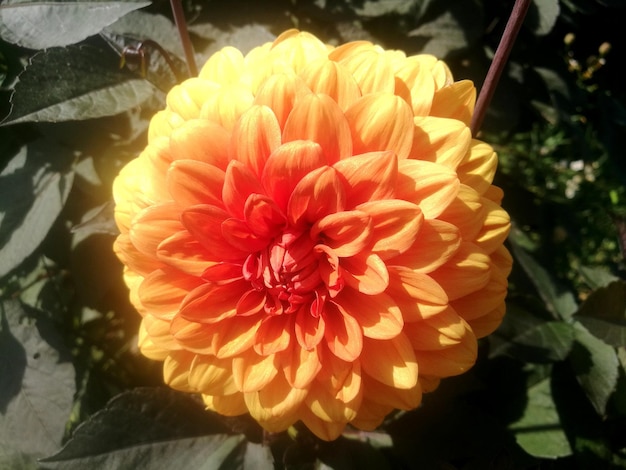 Foto prossimo piano del fiore d'arancia