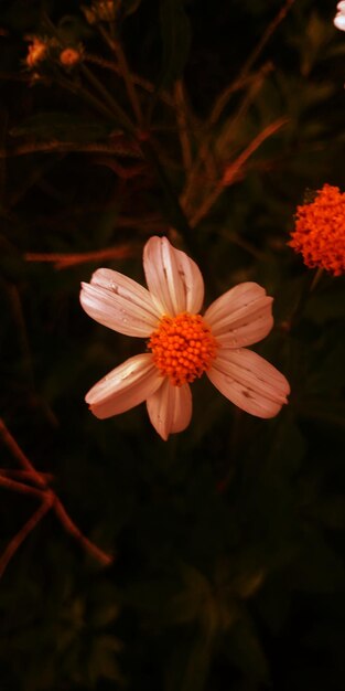 Foto prossimo piano del fiore d'arancia