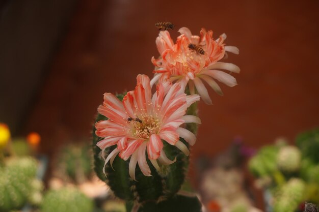 Close-up of orange flower