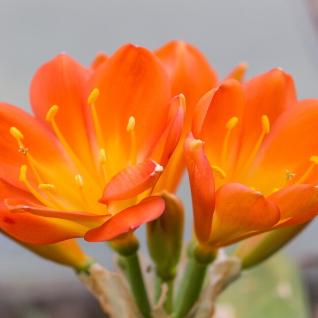 Close-up of orange flower