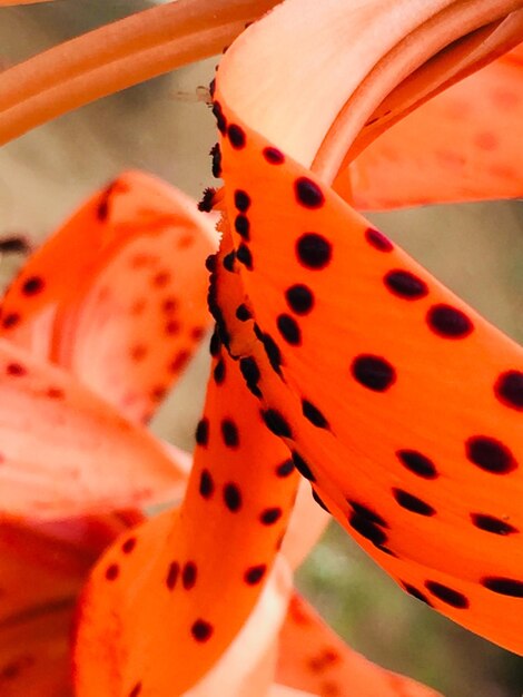 Close-up of orange flower