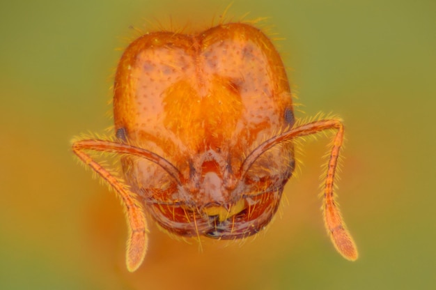 Photo close-up of orange flower