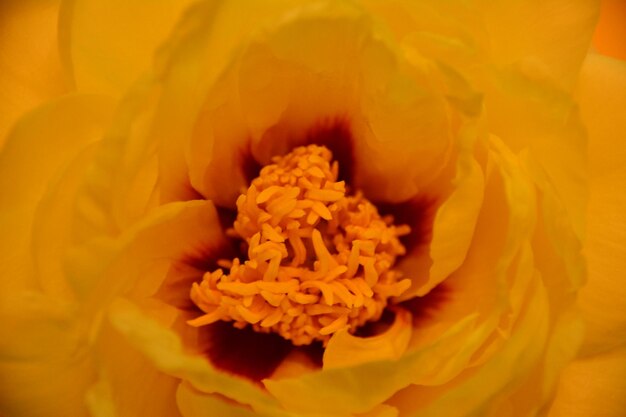 Close-up of orange flower