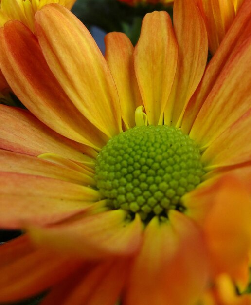 Close-up of orange flower