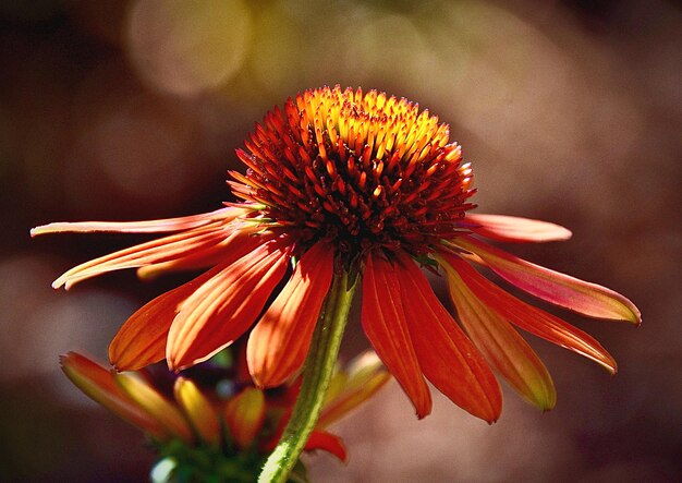 Photo close-up of orange flower