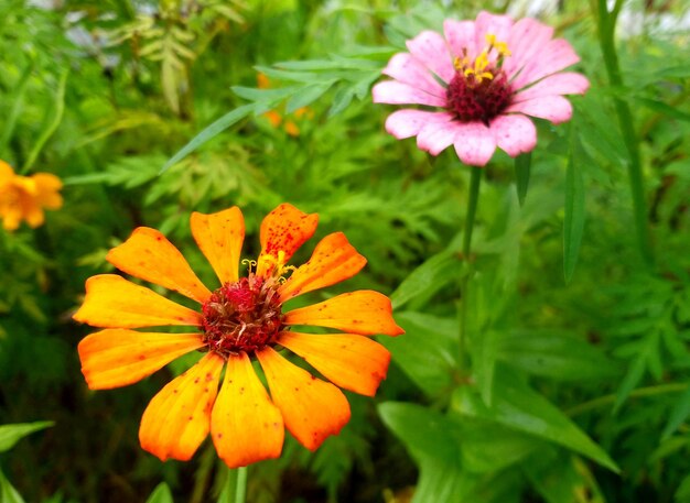 Close-up of orange flower