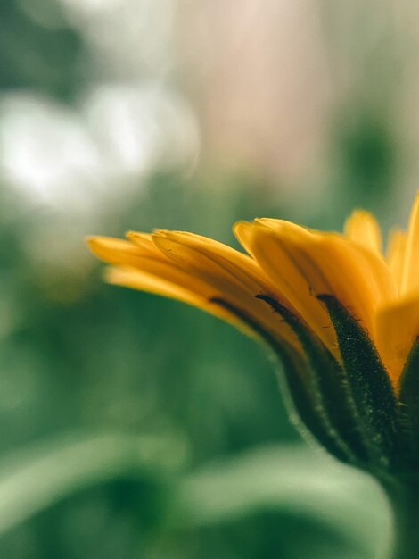 Close-up of orange flower