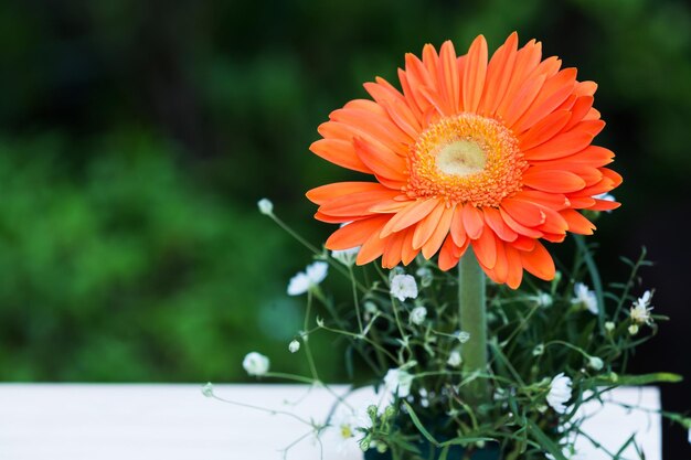 Close-up of orange flower