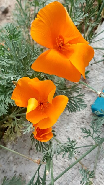 Close-up of orange flower