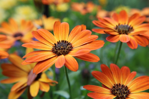 Close-up of orange flower