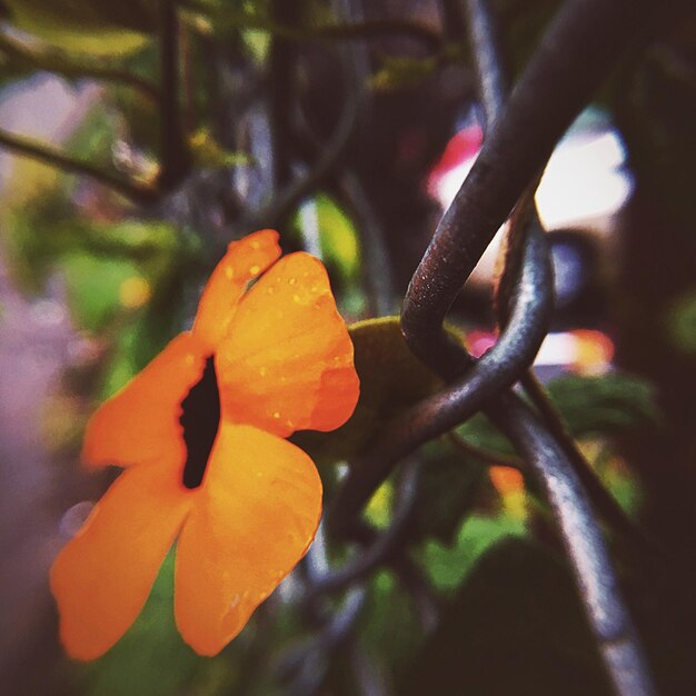 Close-up of orange flower