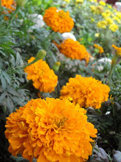 Close-up of orange flower