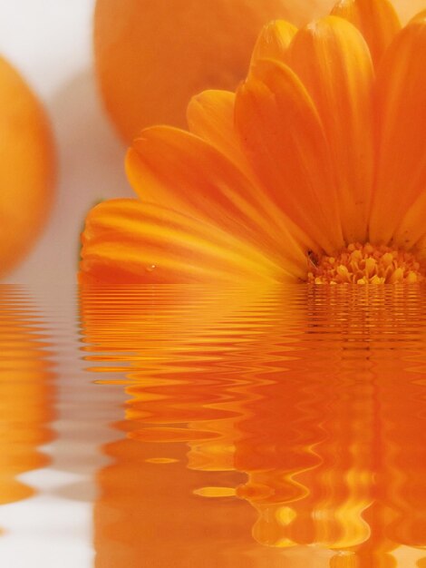 Close-up of orange flower